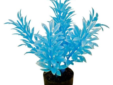 COLORBURST FLORALS - Exotic Mini Plant Neon Blue - 3  Tall Sale