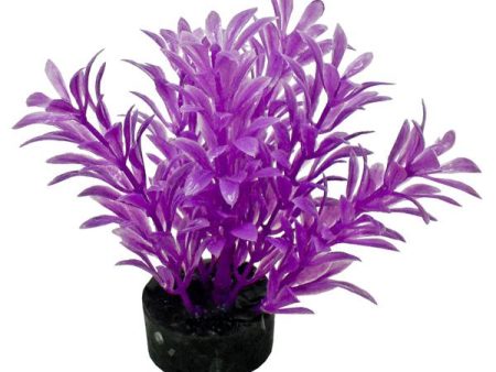 COLORBURST FLORALS - Exotic Mini Plant Neon Purple - 3  Tall Supply